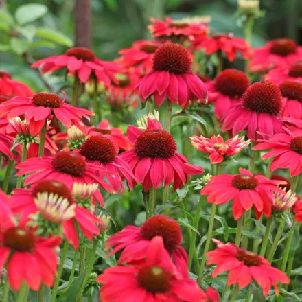 Echinacea purpurea Lakota Red - Lakota Red bíbor kasvirág