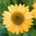 Echinacea purpurea Lakota Yellow - Lakota Yellow kasvirág