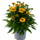 Echinacea purpurea Lakota Yellow - Lakota Yellow kasvirág