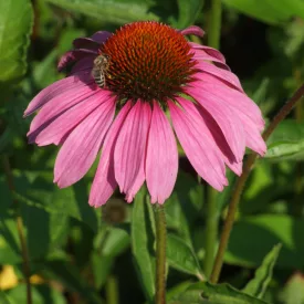 Echinacea purpurea Magnus - kasvirág