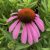 Echinacea purpurea PS Compact Rose- kasvirág