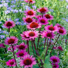   Echinacea purpurea PS Compact Dark Rose - Compact Dark Rose bíbor kasvirág