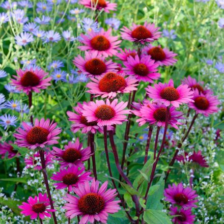 Echinacea purpurea PS Compact Dark Rose - Compact Dark Rose bíbor kasvirág