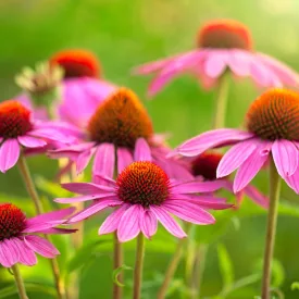   Echinacea purpurea Prairie Splendor Deep Rose - Deep Rose kasvirág