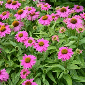   Echinacea purpurea PowWow Wild Berry - Wild Berry bíbor kasvirág