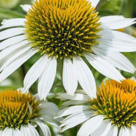 Echinacea purpurea White Swan -  fehér kasvirág
