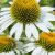 Echinacea purpurea White Swan -  fehér kasvirág