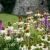 Echinacea purpurea White Swan -  fehér kasvirág