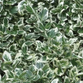   Euonymus fortunei Emerald'n Gaiety - kúszó kecskerágó, fehértarka