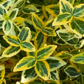   Euonymus fortunei Emerald'n Gold - kúszó kecskerágó, sárgatarka