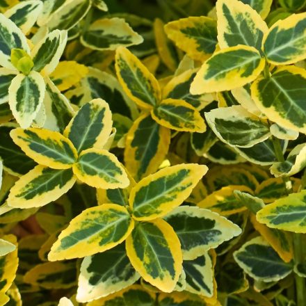 Euonymus fortunei Emerald'n Gold - kúszó kecskerágó, sárgatarka