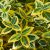 Euonymus fortunei Emerald'n Gold - kúszó kecskerágó, sárgatarka
