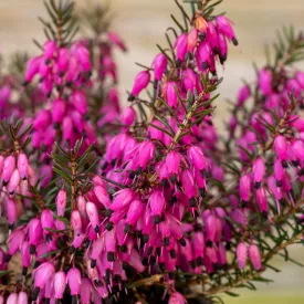 Erica carnea Challenger - erika, hanga