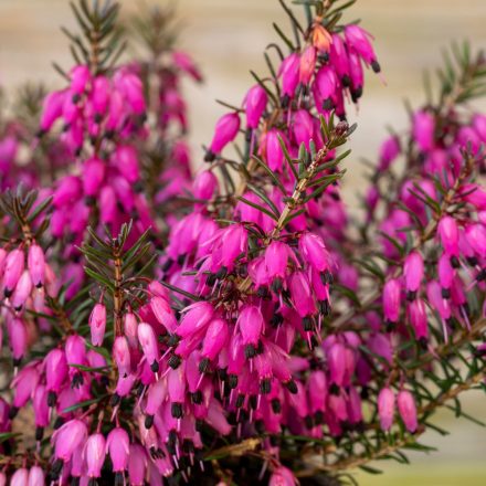 Erica carnea Challenger - erika, hanga