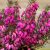 Erica carnea Challenger - erika, hanga