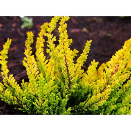 Erica carnea Golden Starlet - erika, hanga
