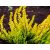 Erica carnea Golden Starlet - erika, hanga