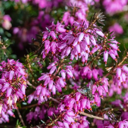 Erica carnea Rubinteppich - erika, hanga
