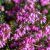 Erica carnea Rubinteppich - erika, hanga