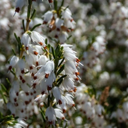 Erica darleyensis White Perfection - erika, hanga