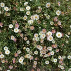 Erigeron karvinskianus - spanyol küllőrojt