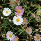 Erigeron karvinskianus - spanyol küllőrojt