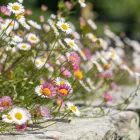Erigeron karvinskianus - spanyol küllőrojt
