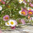 Erigeron karvinskianus - spanyol küllőrojt