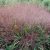 Eragrostis spectabilis - tőtippan