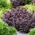 Euphorbia amygdaloides Miners Merlot - kutyatej