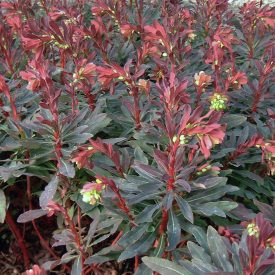 Euphorbia amygdaloides Purpurea - kutyatej