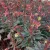 Euphorbia amygdaloides Purpurea - kutyatej