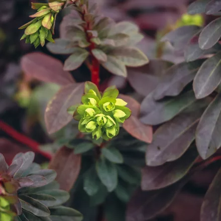 Euphorbia amygdaloides Ruby Glow - kutyatej