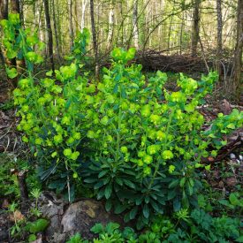 Euphorbia amygdaloides var. robbie - erdei kutyatej