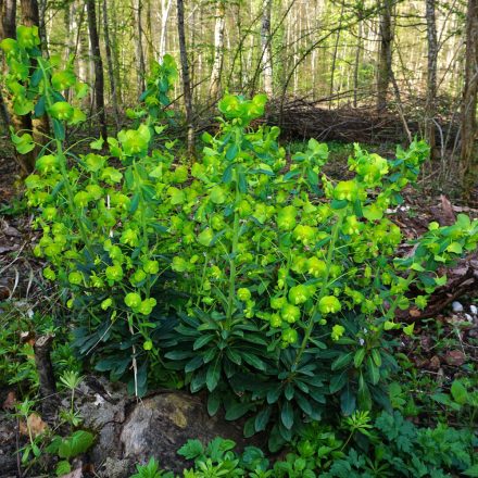 Euphorbia amygdaloides var. robbie - erdei kutyatej