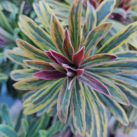 Euphorbia amygdaloides Ascot Rainbow - kutyatej