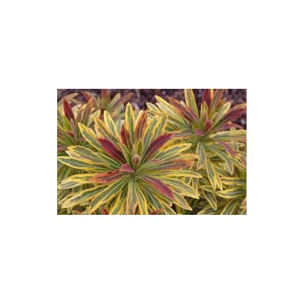 Euphorbia Ascot Rainbow - kutyatej