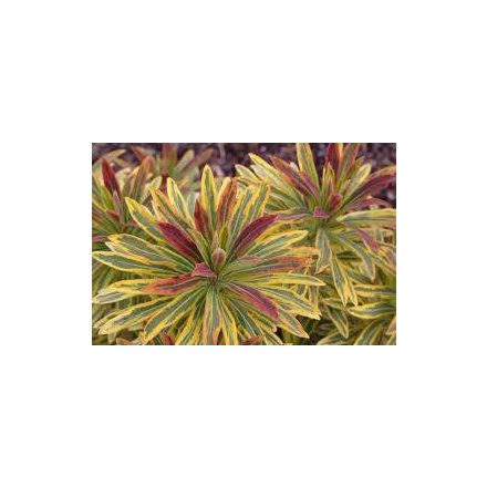 Euphorbia amygdaloides Ascot Rainbow - kutyatej