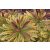 Euphorbia amygdaloides Ascot Rainbow - kutyatej