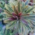 Euphorbia amygdaloides Ascot Rainbow - kutyatej