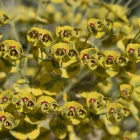 Euphorbia amygdaloides Ascot Rainbow - kutyatej