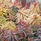Euphorbia amygdaloides Ascot Rainbow - kutyatej