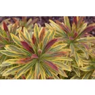 Euphorbia amygdaloides Ascot Rainbow - kutyatej