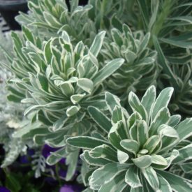 Euphorbia characias Glacier Blue - kutyatej