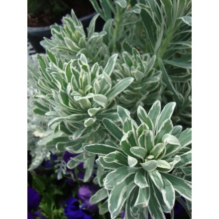 Euphorbia characias Glacier Blue - kutyatej