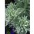 Euphorbia characias Glacier Blue - kutyatej