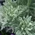 Euphorbia characias Glacier Blue - kutyatej