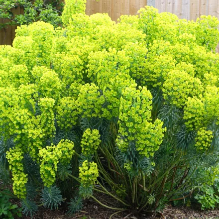 Euphorbia characias Wulfeni - velencei kutyatej
