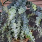 Eucalyptus Baby Blue - eukaliptusz