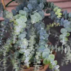 Eucalyptus Baby Blue - eukaliptusz
